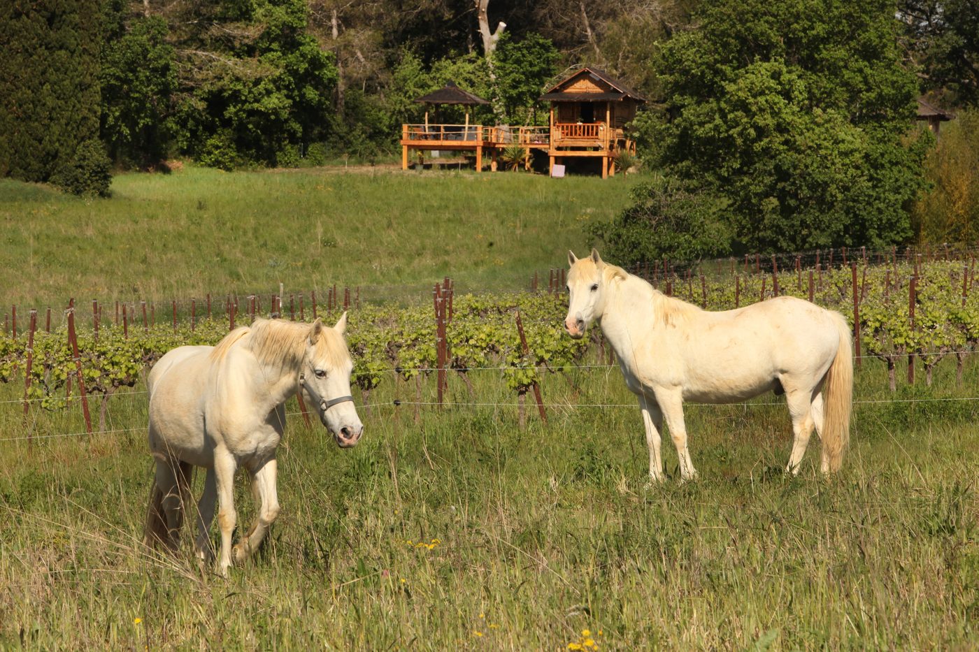 Chevaux paissant dans les prés du domaine