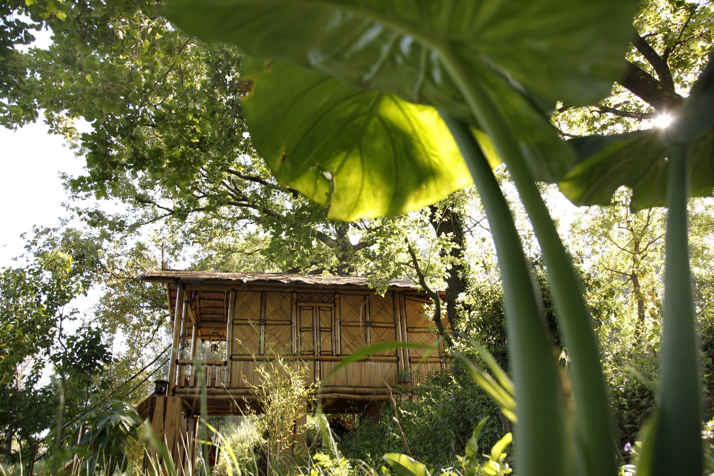Le jardin luxuriant aux airs de jungle tropicale