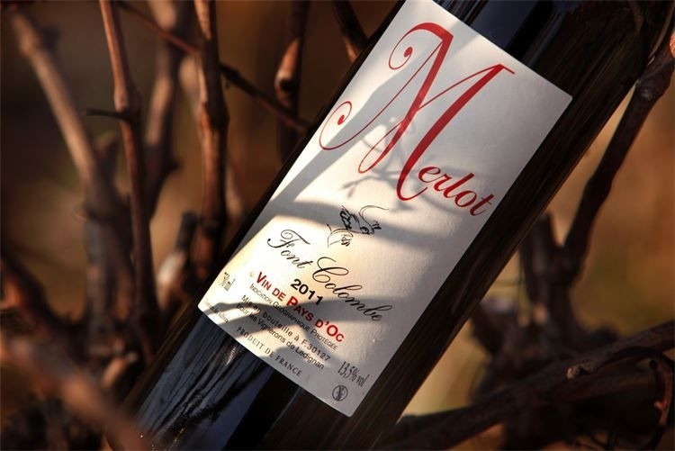 Bouteille de vin rouge couchée dans les sarments de vigne