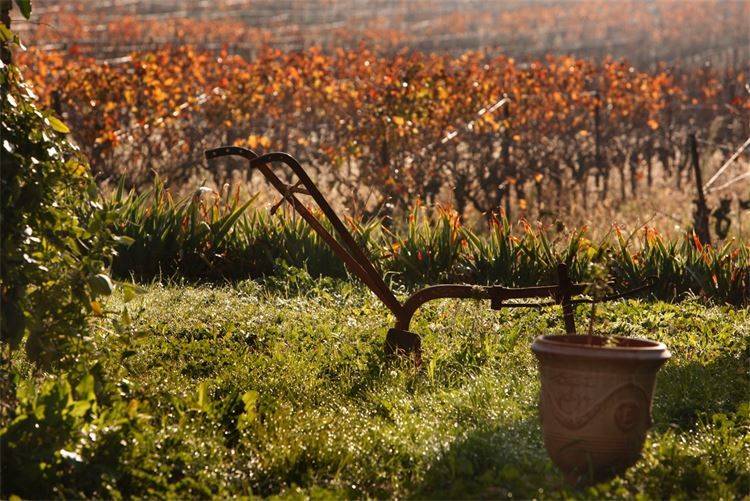 Charrue ancienne et pot provençal au milieu des vignes d'automne