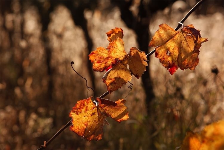 Feuilles de vigne dorées à contre-jour, en automne
