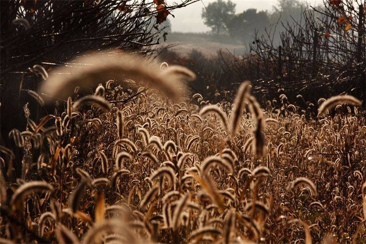 Herbes folles dorées au crépuscule, en lisière des vignes