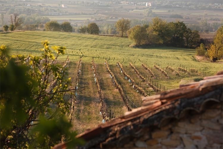Vue sur les vignes du domaine depuis le mas, au coucher du soleil