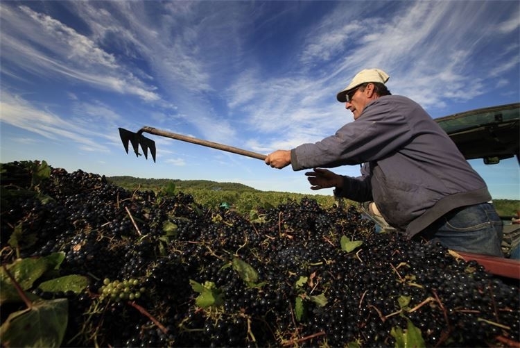 Vendanges : encavage du raisin sous un ciel bleu