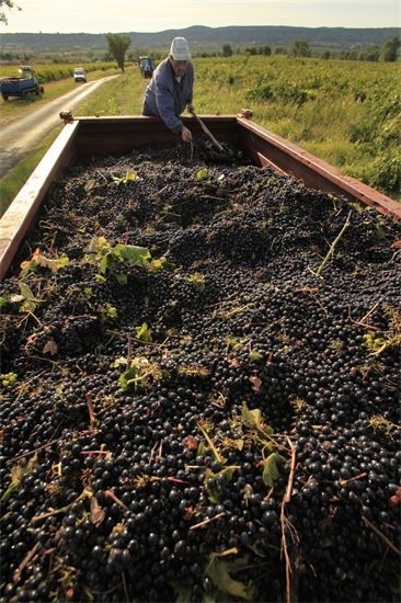 Remorque chargée de grappes pendant la récolte